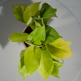 Money Plant Golden